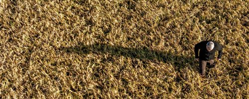 Drone Riz Maturite 00152